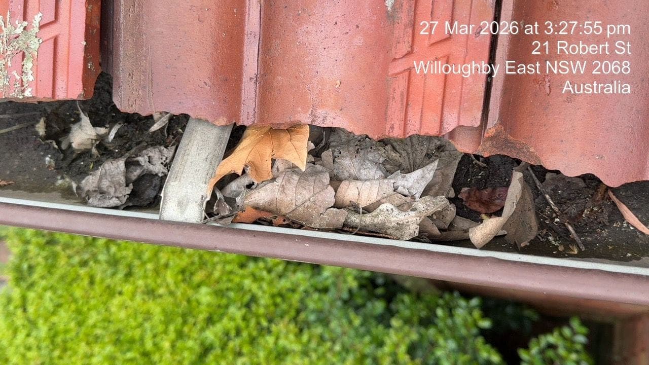 Blocked deteriorated gutters before full replacement Willoughby East Sydney